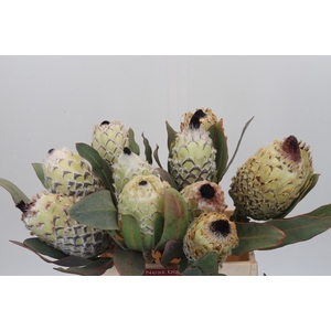 Protea Barbigera Ice Queen