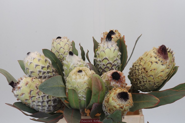 <h4>Protea Barbigera Ice Queen</h4>