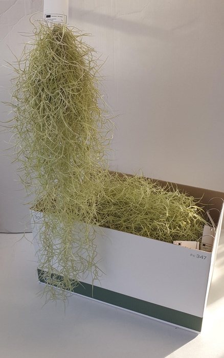 <h4>TILL USNEOIDES</h4>