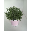 Lavandula angustifolia Rosea