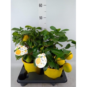 Citrus meyeri 'Meyer'