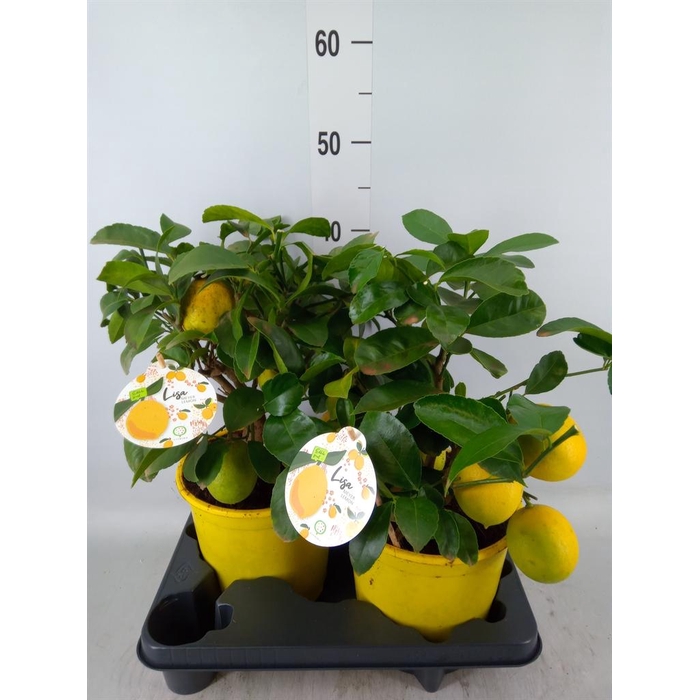 <h4>Citrus meyeri 'Meyer'</h4>