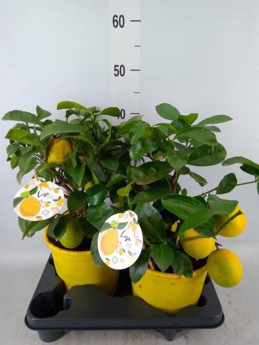 <h4>Citrus meyeri 'Meyer'</h4>
