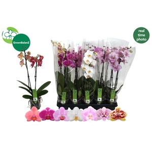 PHAL GEM 7 KL