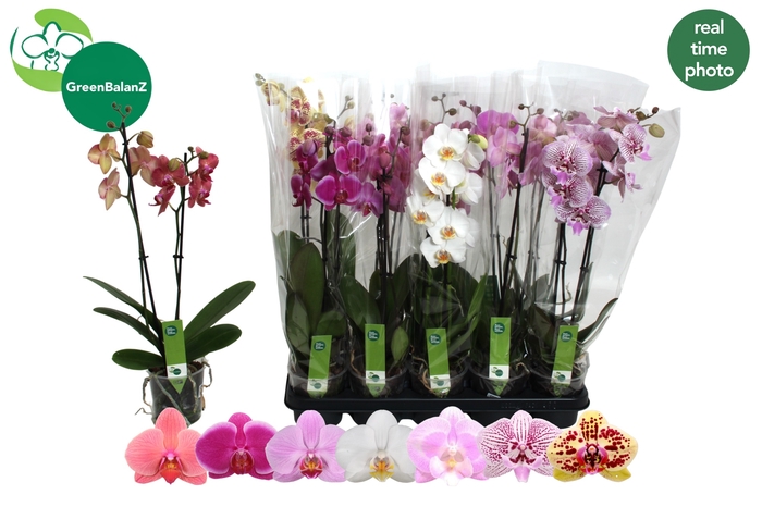 <h4>PHAL GEM 7 KL</h4>