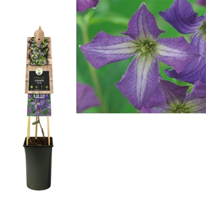 Clematis viticella +3.0 label