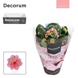 Kalanchoe Decorum TENDER- Serenity Rosa