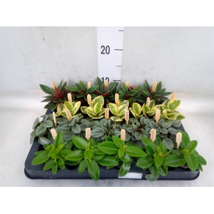 Peperomia   ...mix