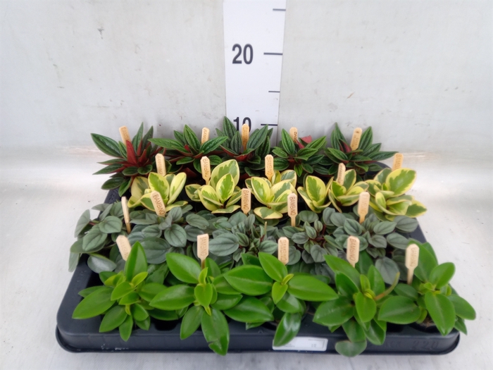<h4>Peperomia   ...mix</h4>