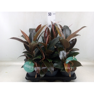 Ficus elastica 'Melany'
