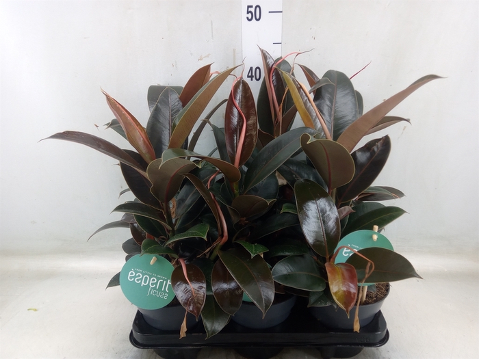 <h4>Ficus elastica 'Melany'</h4>
