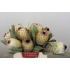Protea Barbigera Ice Queen Air