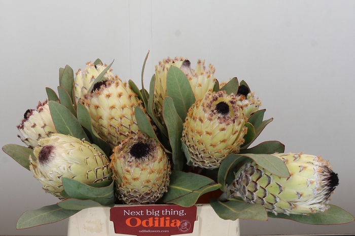 Protea Barbigera Ice Queen Air