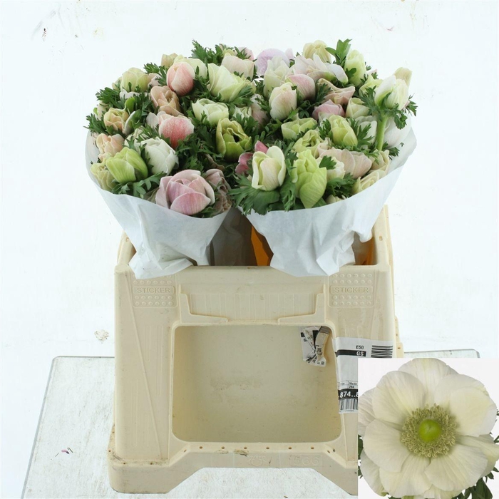 <h4>ANEM CO MIS + WHITE</h4>