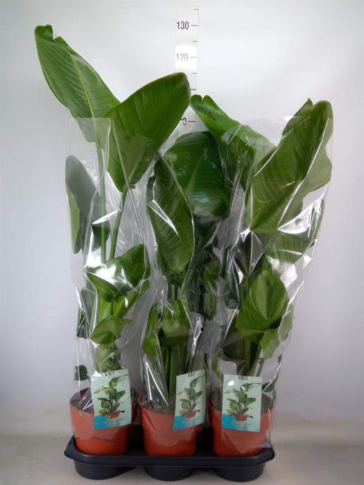 <h4>Strelitzia nicolai</h4>