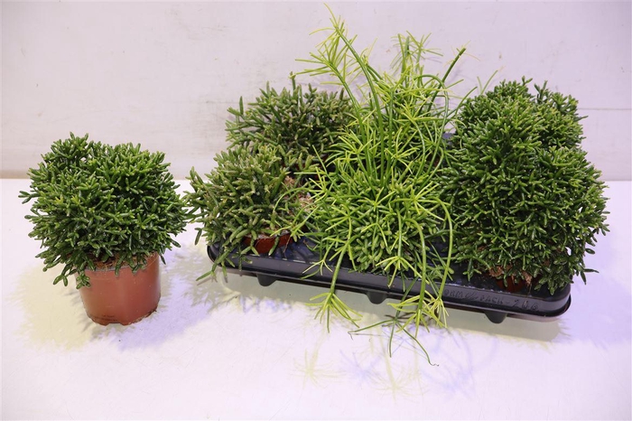 <h4>arr8 Rhipsalis Gem</h4>