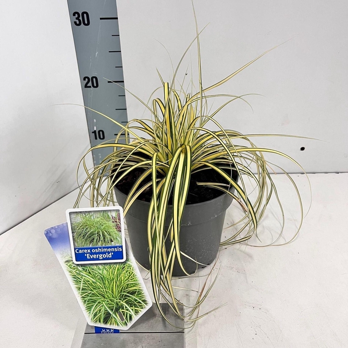Carex oshimensis