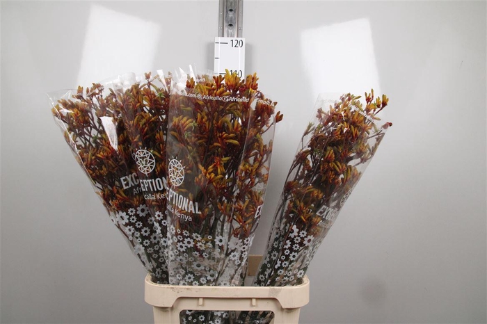 <h4>Anigoz Gold Fever</h4>