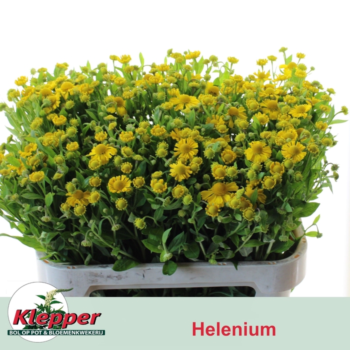 <h4>Helenium Kanaria Klepper</h4>