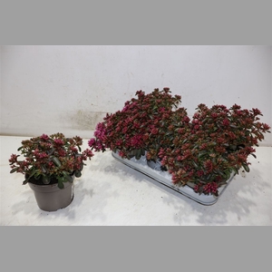 Sedum Spu Spot D Ros