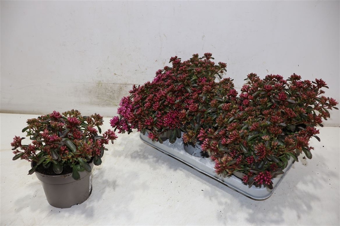 <h4>Sedum Spu Spot D Ros</h4>