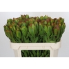 Leucadendron Goldstrike