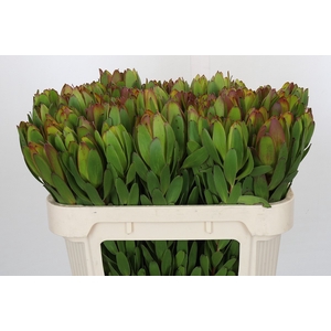 Leucadendron Goldstrike