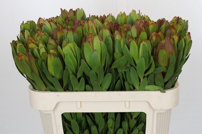 <h4>Leucadendron Goldstrike</h4>