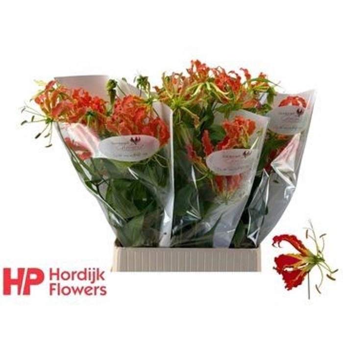 <h4>GLORIOSA EXOT ORANGE</h4>