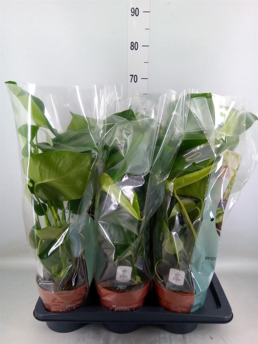 <h4>Monstera delic.</h4>