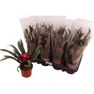 Guzmania Leah