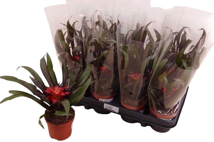 <h4>Guzmania Leah</h4>