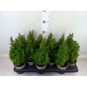 Chamaecyparis thyo. 'Alpica'