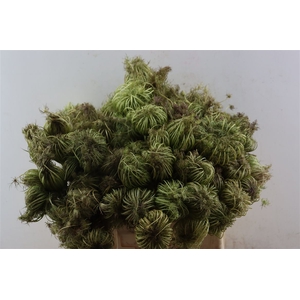 Dille Zaaddoos Naturel Small 60cm Per Tak
