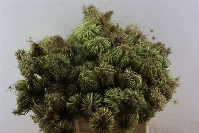<h4>Dille Zaaddoos Naturel Small 60cm Per Tak</h4>