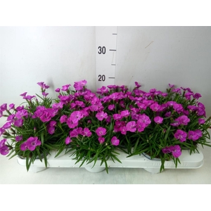 Dianthus   ...