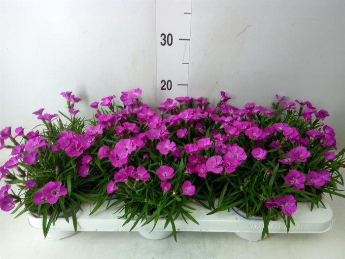<h4>Dianthus   ...</h4>