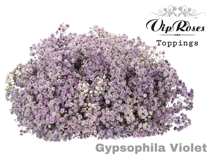 GYPS PA VIOLET