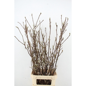 MAGNOLIA GRANDIFLORA X11