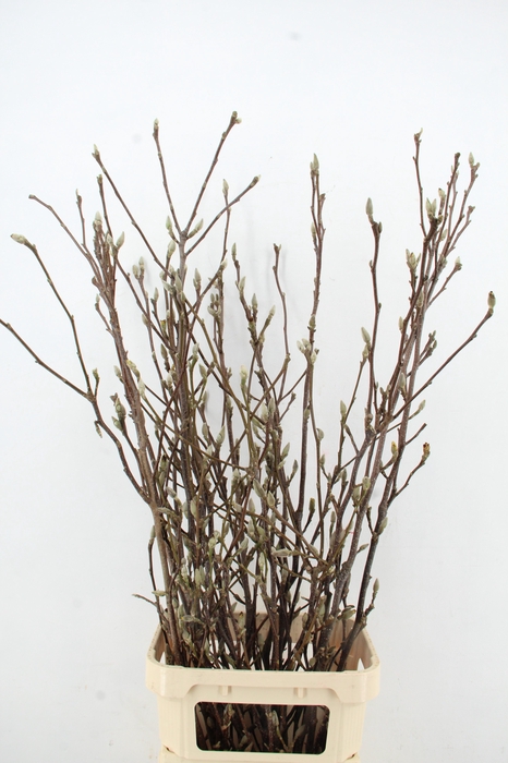 <h4>MAGNOLIA GRANDIFLORA X11</h4>