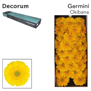 GE MI OKIBANA Doos x60