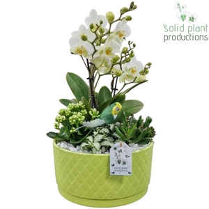 PH004 Stella Light Green