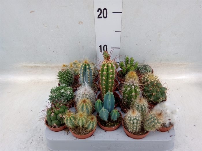 <h4>Cactus   ...mix</h4>