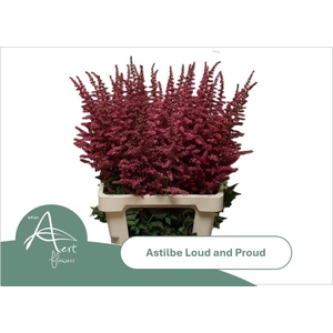 ASTIL C LOUD N PROUD