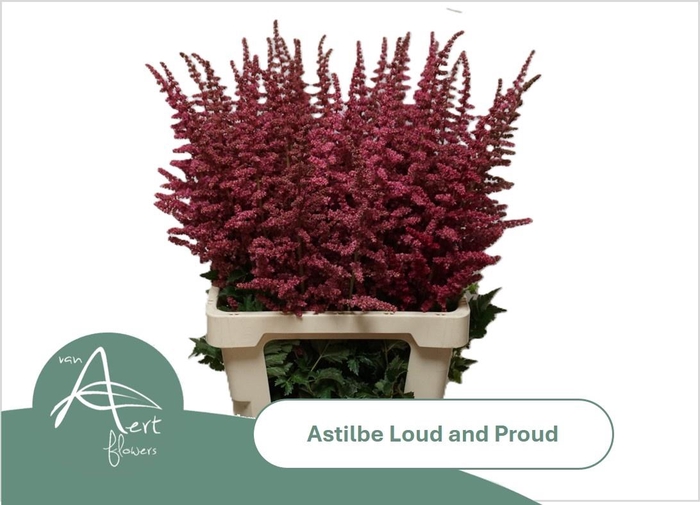 <h4>ASTIL C LOUD N PROUD</h4>