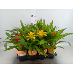 Guzmania   ...mix
