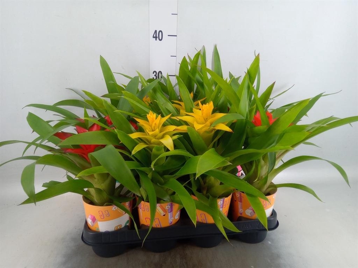<h4>Guzmania ...mix</h4>