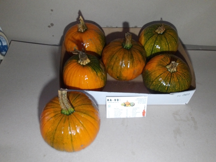 <h4>CUC HALLOWEEN</h4>