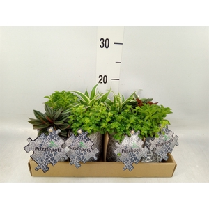 Arr.   Kamerplant Groen L%