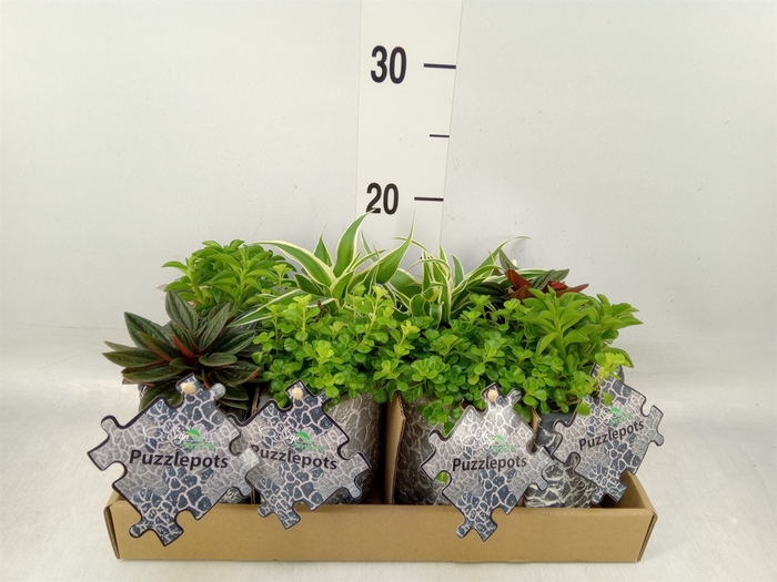 <h4>Arr.   Kamerplant Groen L%</h4>